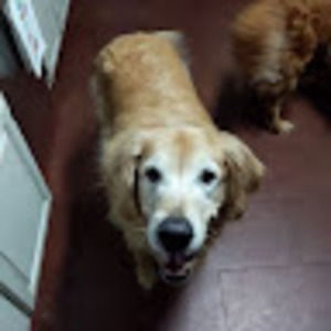 Meet your Posher, Sally